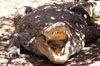 Croc Parc Ferme crocodiles Étang-Salé La Réunion