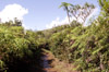Sentier de l'Eden à Bras-Panon La Réunion