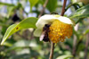 Fleur de thé et abeille jardin de l'Eden sentier Bras-Panon