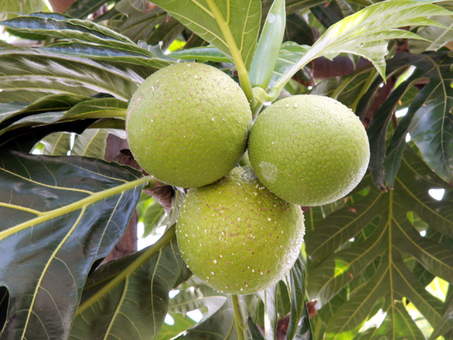 fruit arbre a pain