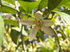 Fleur : Citronnier 4 Saisons. Citrus limon Eureka