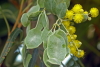 Acacia podalyriifolia, fleurs et gousses