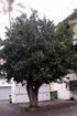 Jamalac - Syzygium samarangense. Fruit flore de La Réunion