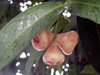 Jamalac - Syzygium samarangense. Fruit flore de La Réunion