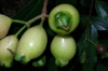 Jamrosat ou jambrosade - Syzygium jambos. Fruit flore de La Réunion