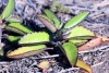 Bryophyllum pinnatum (Lam.) Oken.