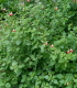 Salvia microphylla, Sauge de Graham