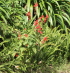 Salvia splendens, Sauge rouge.