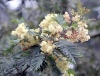 Fleurs Acacia mearnsii.