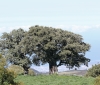 Acacia heterophylla Willd