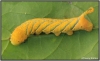 Chenille Acherontia atropos (Linnaeus, 1758).