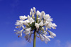 Fleur : Agapanthe blanche, Lis du Nil. Agapanthus