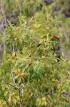 Agarista salicifolia (Comm. ex Lam.) G. Don.