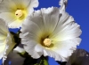 Fleur : Alcea rosea, Rose trémière