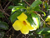 Fleur : Allamanda jaune, Liane à lait ou Trompette d'or - Allamanda cathartica