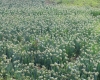 Allium cepa L. Oignon.