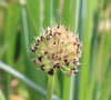 Allium cepa L. Oignon.