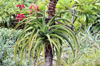 Aloe helenae. Aloe de Madagascar