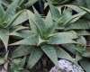 Aloe maculata ou Aloe saponaria.