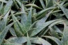 Aloe maculata ou Aloe saponaria. Aloès maculé, Aloès zébré
