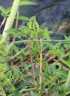 Amaranthus dubius Mart. ex Thell.