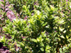 Ambaville Hubertia ambavilla Bory Arbuste endémique La Réunion
