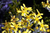 Ambaville blanc ou petit ambaville ou Ambaville blanche Hubertia tomentosa Flore endémique de La Réunion