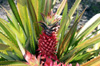 Fruit rouge Ananas requin ou ananas le diable.