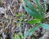 Angraecum calceolus Thouars.