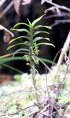 Angraecum costatum Frapp. ex Cordem. Orchidée endémique de La Réunion.