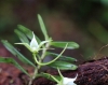 Angraecum expansum Thouars. Orchidée endémique de La Réunion.