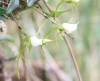 Angraecum expansum Thouars.