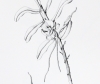 Angraecum germinyanum Hook. f.