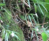 Angraecum mauritianum (Poir.) Frapp.