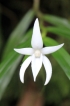 Angraecum mauritianum (Poir.) Frapp.