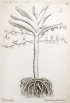 Angraecum palmiforme Thouars.