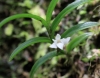 Angraecum pectinatum Thouars.