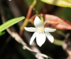Angraecum ramosum Thouars.