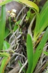 Angraecum striatum Thouars, Orchidée endémique La Réunion.
