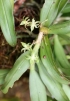 Angraecum undulatum (Cordem.) Schltr.
