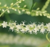 Anredera cordifolia (Ten.) Steenis.