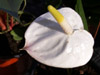 anthurium langue de feu flamant rose fleur flore île de La Réunion