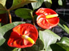 anthurium langue de feu flamant rose fleur flore île de La Réunion