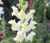 Antirrhinum majus L. Fleurs blanches.
