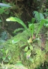 Antrophyum boryanum (Willd.) Spreng. Langue de boeuf.