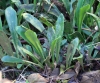 Antrophyum boryanum (Willd.) Spreng.