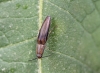 Aphanopenthes acutipennis. Taupin.