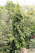 Arbre mât, Faux ashoka, Polyalthia longifolia.