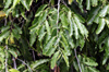 Feuilles : Arbre mât, Faux ashoka, Polyalthia longifolia