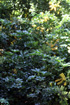 Schefflera arboricola. Arbre ombelle